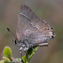 Satyrium tetra