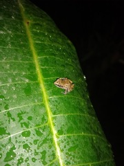 Eleutherodactylus cystignathoides