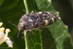 Acmaeodera prorsa