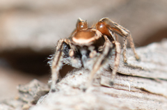 Habronattus clypeatus