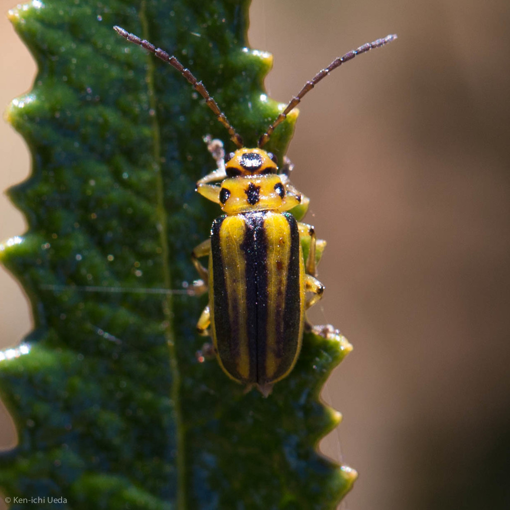 Trirhabda diducta