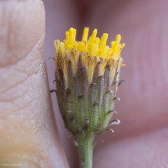 Erigeron petrophilus