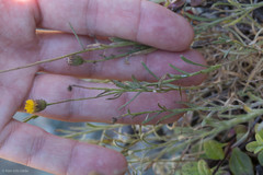 Erigeron petrophilus