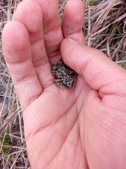 Eleutherodactylus nitidus