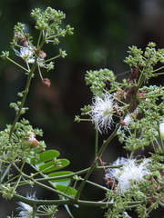 Albizia odoratissima