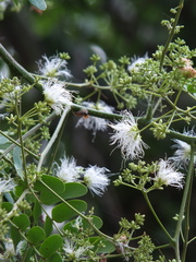 Albizia odoratissima