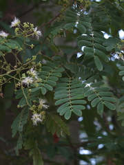 Albizia odoratissima