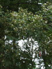 Albizia odoratissima