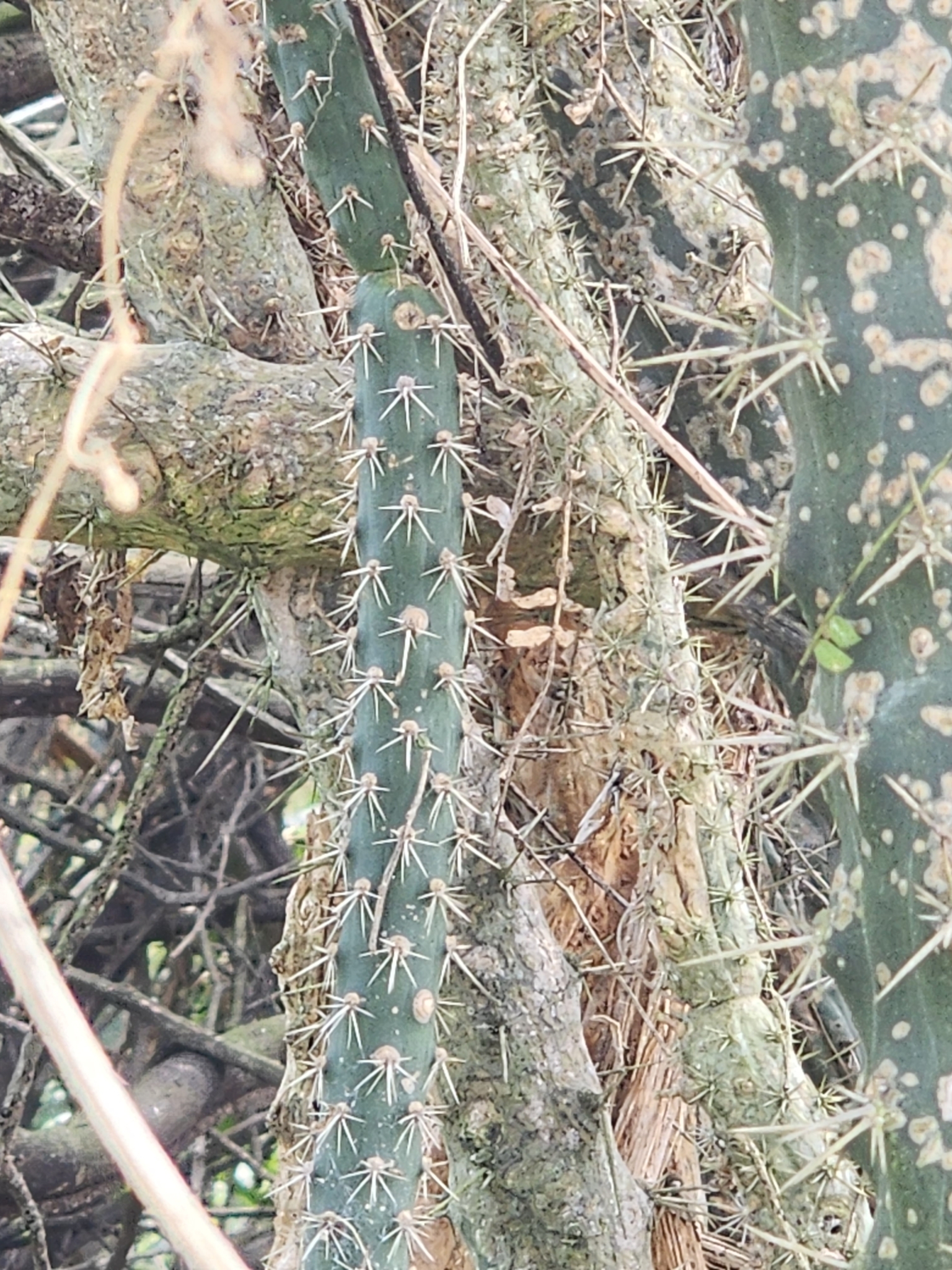 Harrisia adscendens