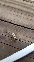 Argiope aurantia