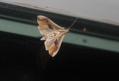 Agathodes monstralis