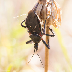 Apiomerus californicus