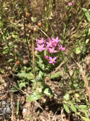 Zeltnera muehlenbergii