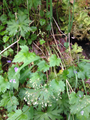 Heuchera glabra