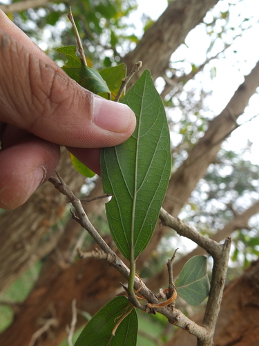 Image of Alangium salviifolium by (c) Siddarth Machado, some rights reserved (CC BY)