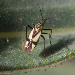 Macrotylus essigi