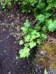 Heuchera glabra