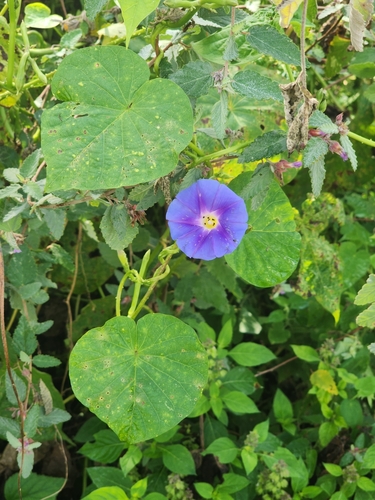 Image of Ipomoea parasitica by (c) Renato Bandeira, some rights reserved (CC BY)