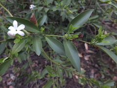 Jasminum cuspidatum