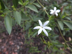 Jasminum cuspidatum