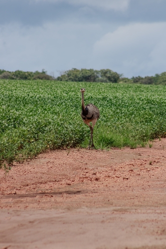 Greater Rhea