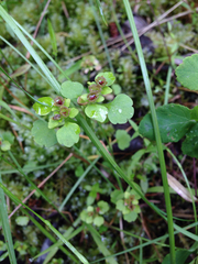 Chrysosplenium tetrandrum