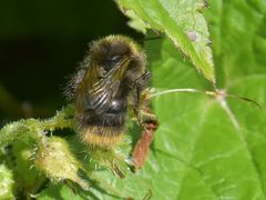 Bombus pratorum