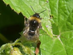 Bombus pratorum