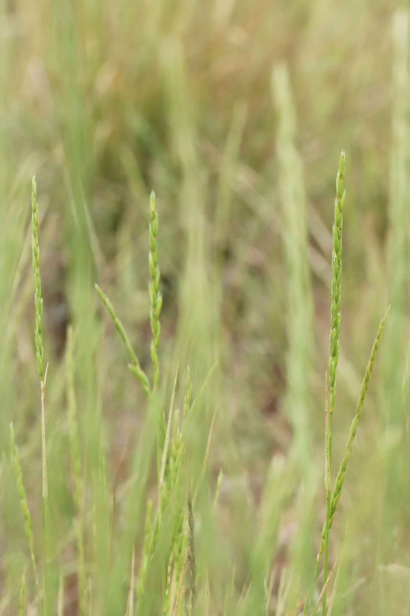 Elymus X pseudorepens
