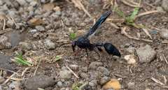 Delta bonellii