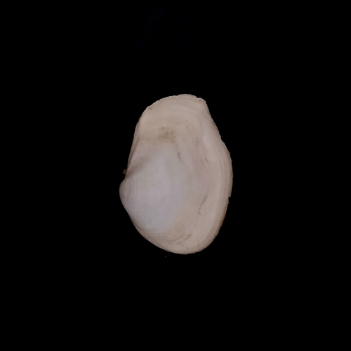 Corbula Thracia
