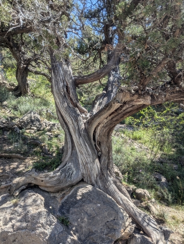 Image of Juniperus thurifera by (c) Denis Bastianelli, some rights reserved (CC BY)