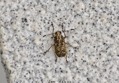 Phloeobius