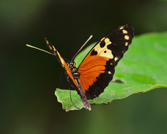 Heliconius hecale melicerta