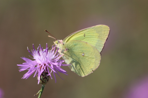 Pink-edged Sulphur photo 6