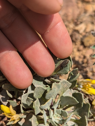 Red turnip beetle photo 3