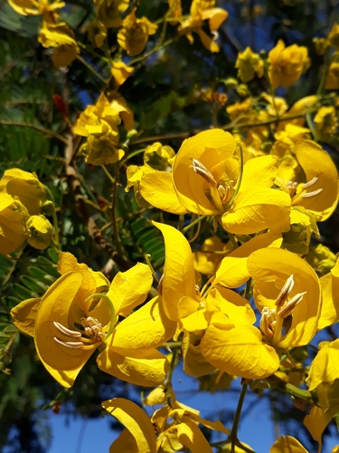 Senna multijuga