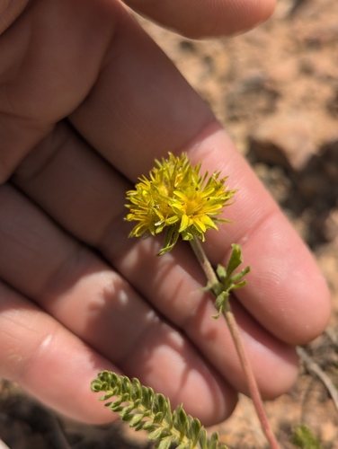 Image of Ivesia gordonii by (c) My-Lan Le, some rights reserved (CC BY)