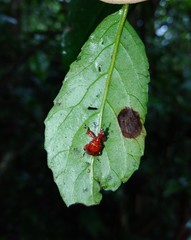 Paratrachelophorus nodicornis