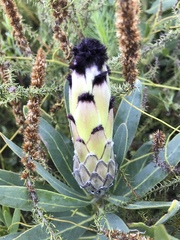 Protea × hybrida