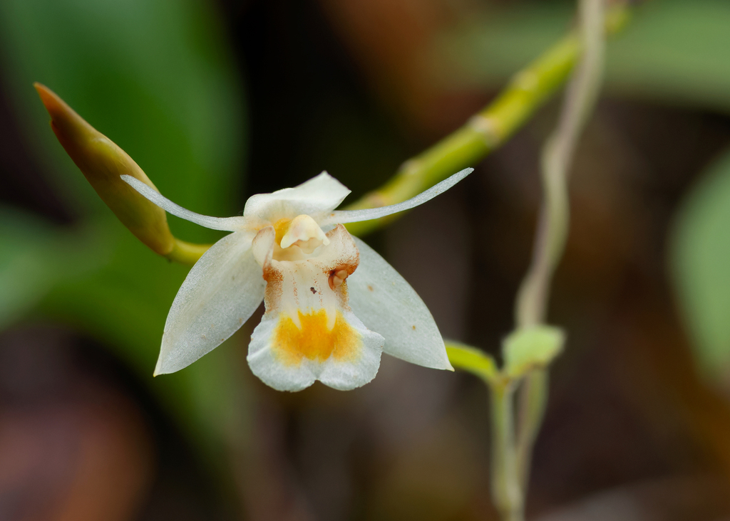 Coelogyne schultesii (Coelogyne schultesii)