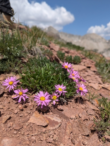 Colorado Tansy Aster (Xanthisma coloradoense)