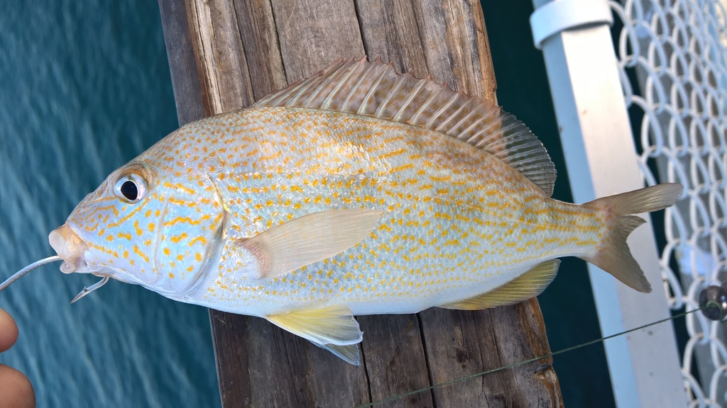 Pigfish Orthopristis Chrysoptera Or Piggy Perch Side View Australia 