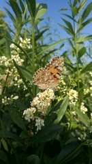 Vanessa cardui