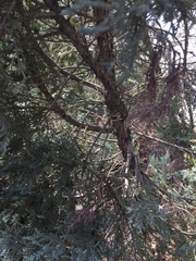 Calocedrus