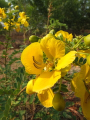 Senna auriculata
