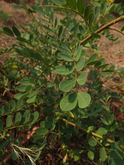 Senna auriculata