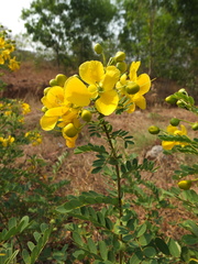 Senna auriculata
