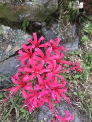 Nerine sarniensis