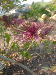 Capparis zeylanica